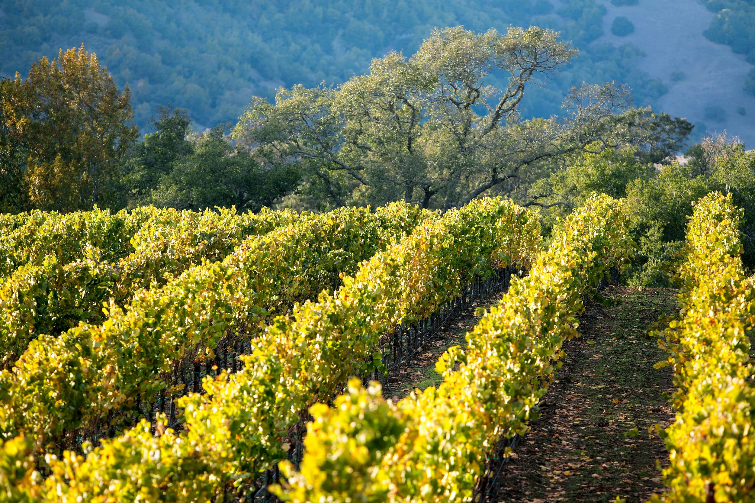vineyard
