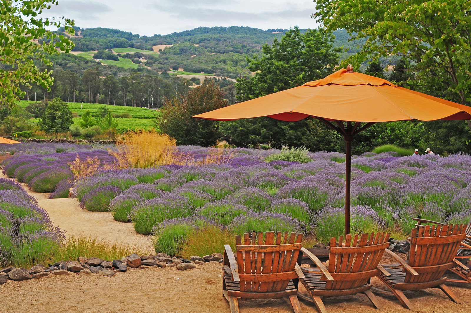 two chairs overlooking a field of lavendar