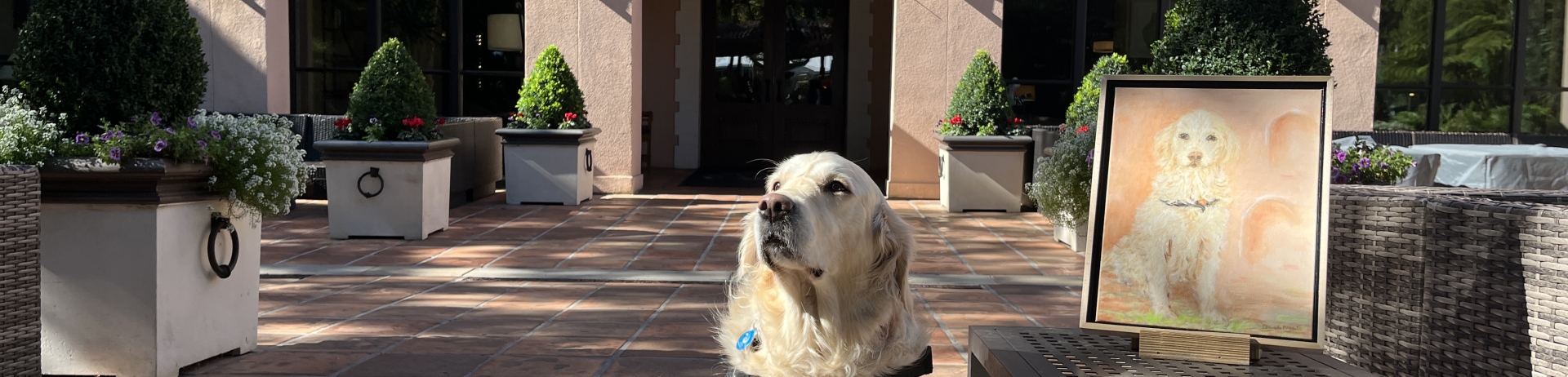 pet portait