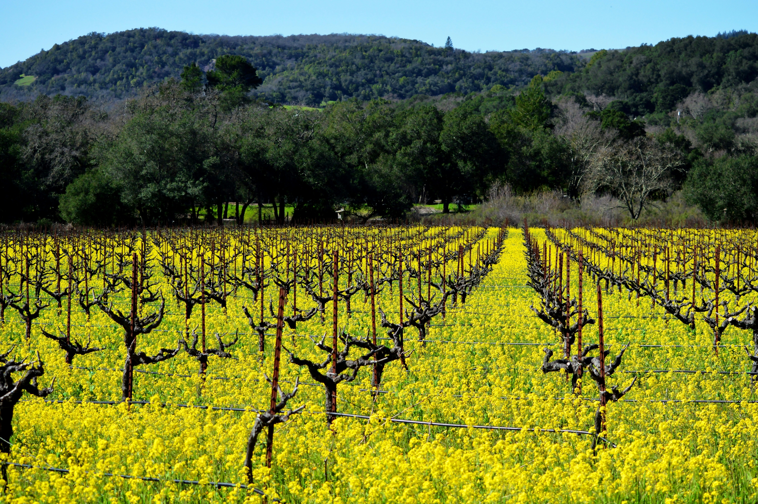 mustard flowers