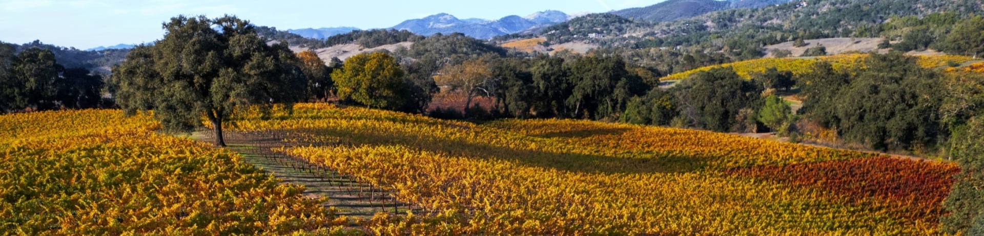 drone shot vineyards