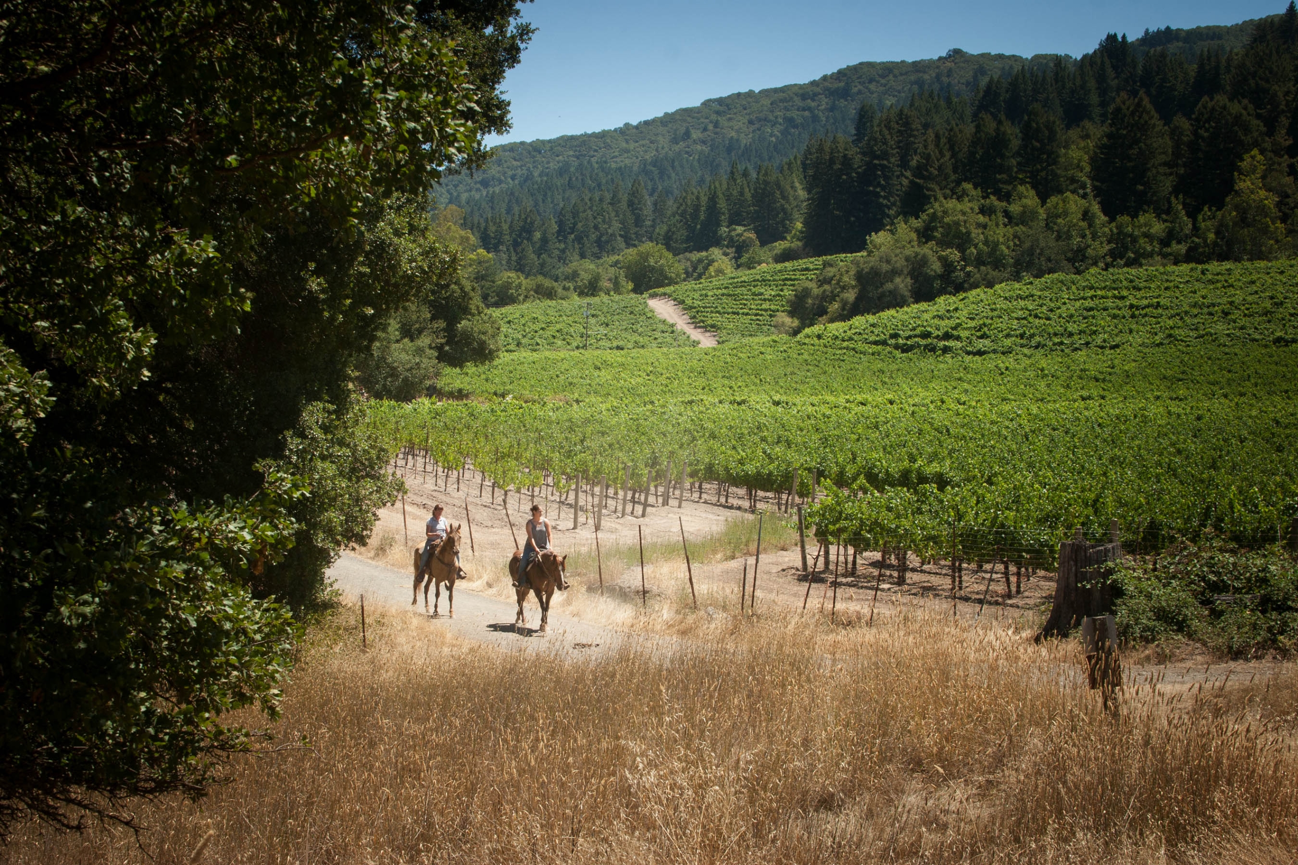 horseback riding through vineyards