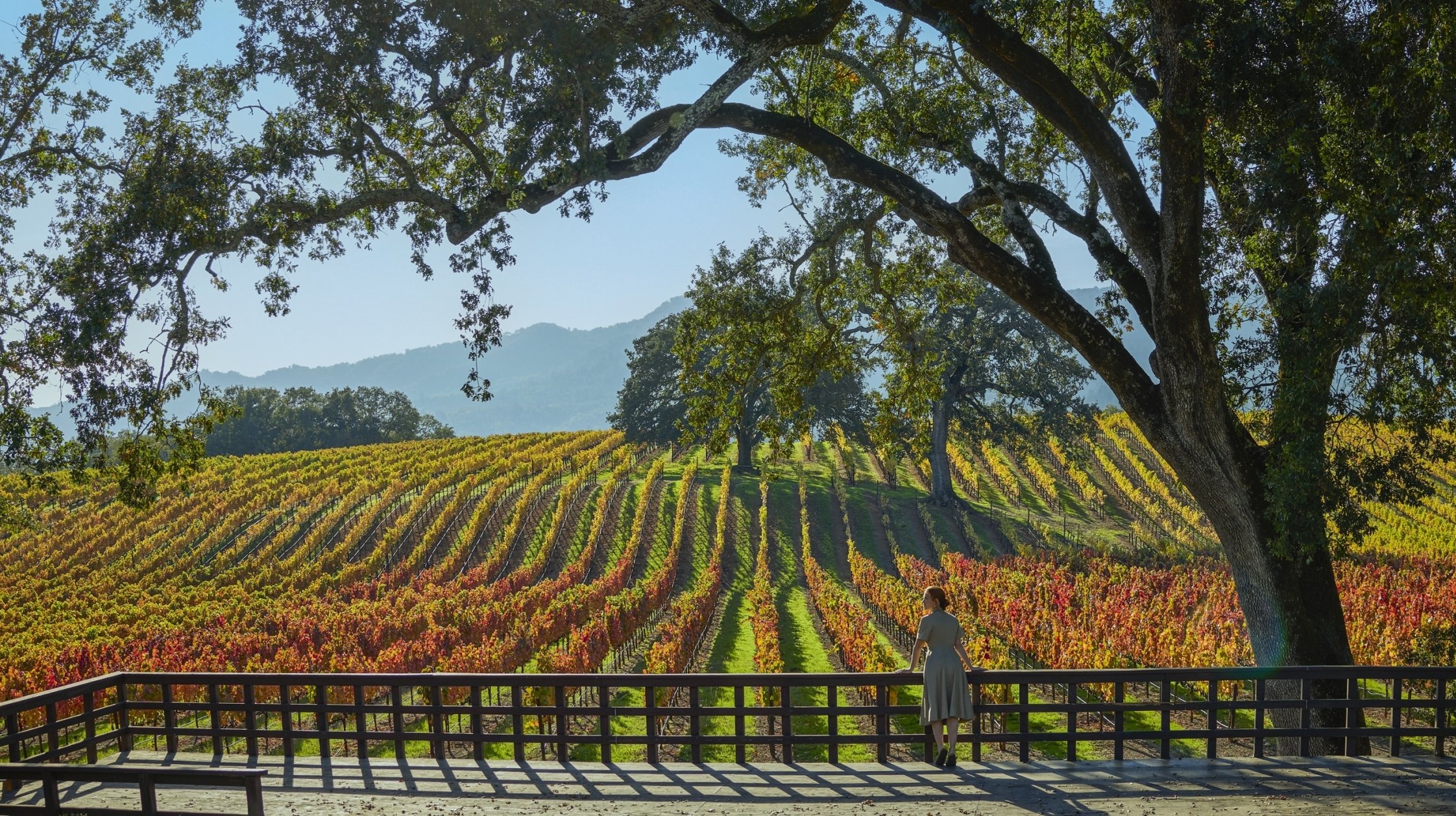 autumn vineyards in sonoma wine country
