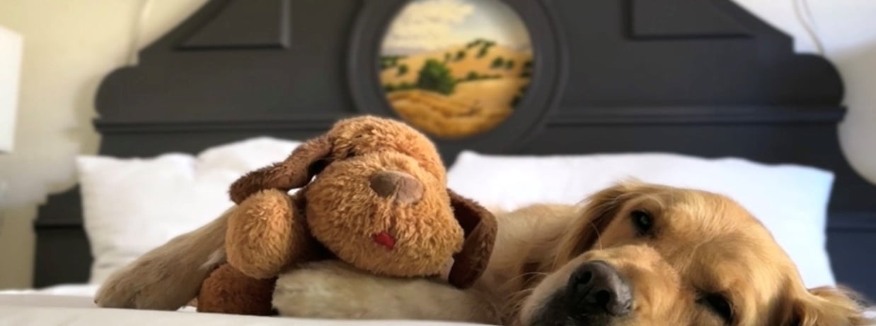 dog asleep on hotel bed with plush toy