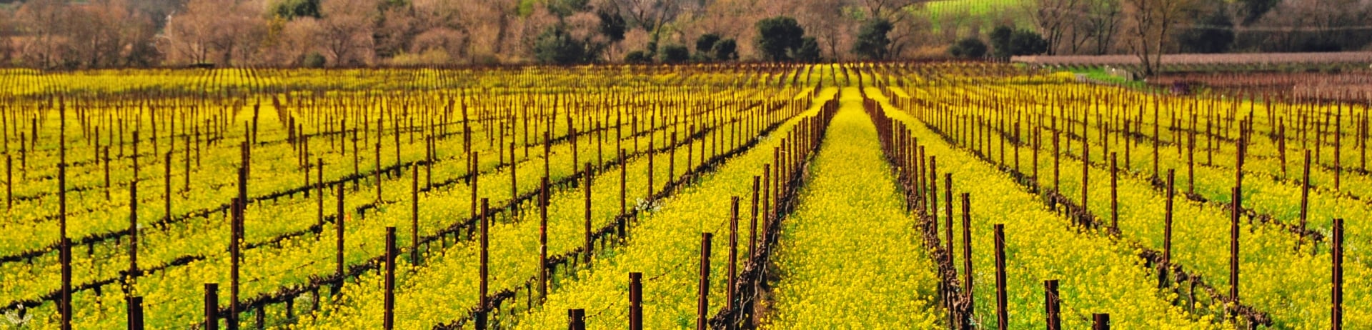 mustard flowers in bloom in field of vineyards