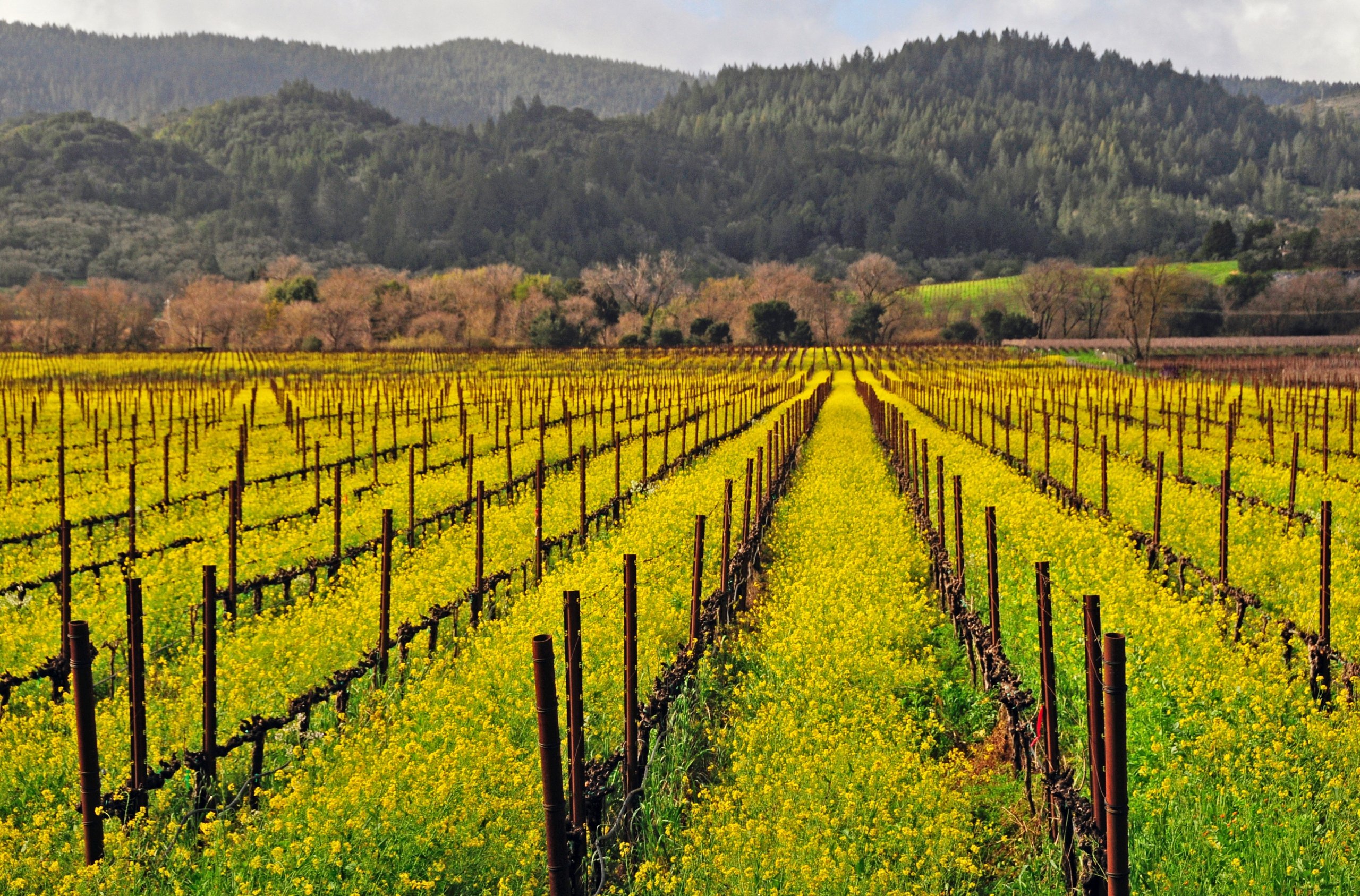 mustard flowers in bloom in field of vineyards