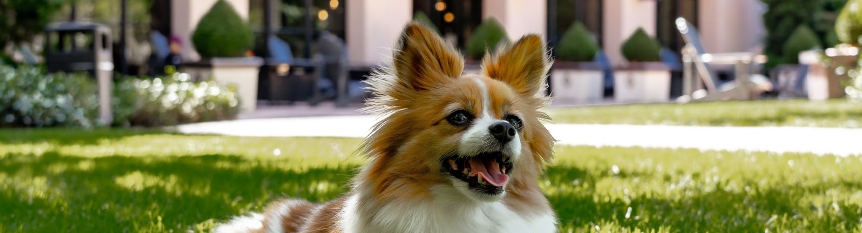 Dog smiling on a patch of lawn at Fairmont Sonoma
